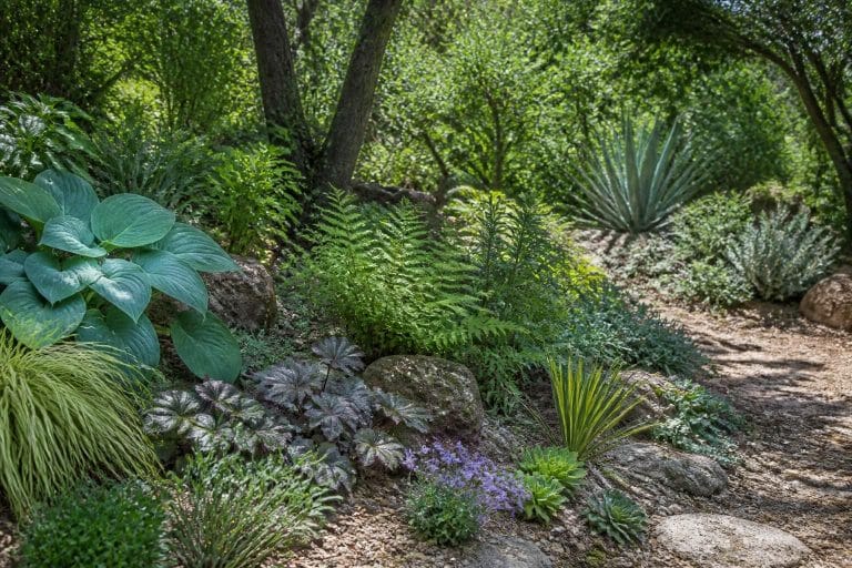 découvrez comment choisir les meilleures plantes adaptées aux jardins d'ombre sèche pour un espace extérieur verdoyant et résistant.
